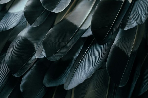 Transform your space: discover the advantages of natural feathers